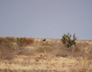 Dier in natuur Mariental