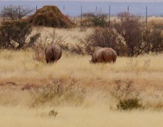 Neushoorns tijdens gamedrive Mariental