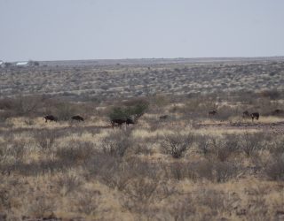 Wilde dieren in omgeving Mariental