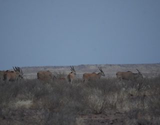 Wilde dieren gamedrive in Mariental