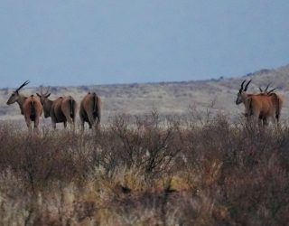 Wilde dieren tijdens gamedrive Mariental