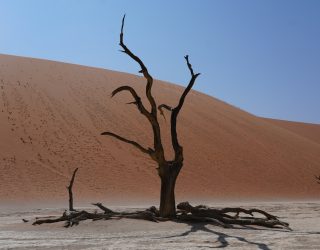 De Deadvlei