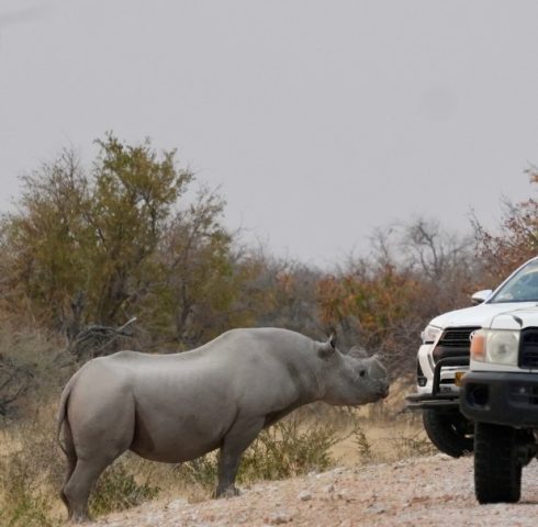 Wildlife spotten in Etosha