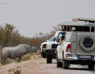 Wildlife spotten in Etosha