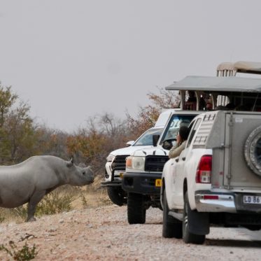 Wildlife spotten in Etosha