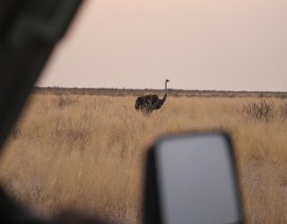 Vogel spotten vanuit auto Etosha
