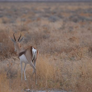 Vertrek uit Etosha