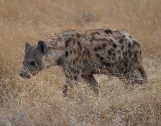 Wandelende hyena in Etosha