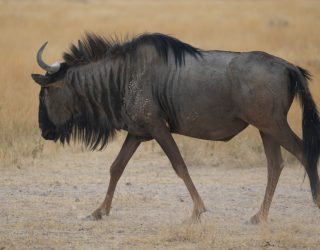 Gnoes in Etosha
