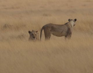 Leeuwin met kleintjes in Etosha