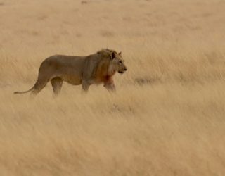 Wilde leeuw in Etosha