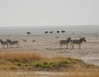 Zebra's en vogels in Etosha