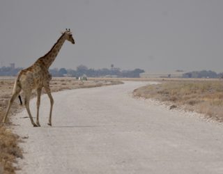 Giraf wandelt over pad in Etosha