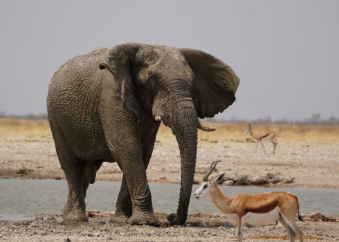 Namibië met kinderen