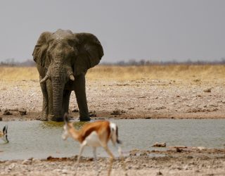 Olifant met andere dieren Etosha