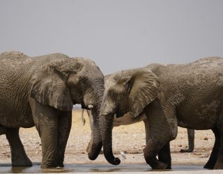 Olifanten Etosha