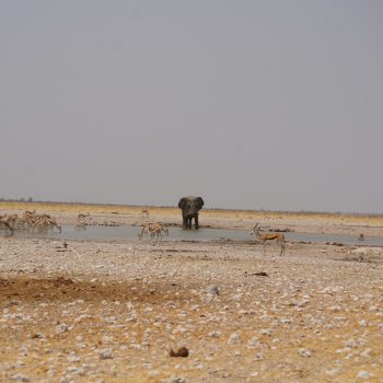 Olifant met andere dieren in het wild Namibië