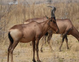 Wilde dieren spotten in Etosha