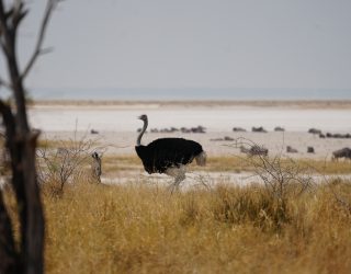 Vogel Etosha