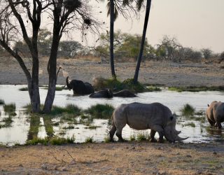 Neushoorn en olifanten bij waterplek