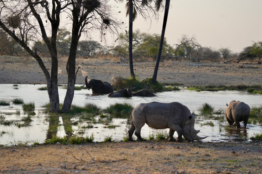 Neushoorn en olifanten bij waterplek