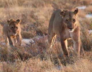 Leeuwin en kleintje lopen in Onguma