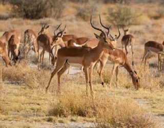 Dieren spotten in Onguma