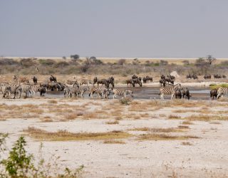 Overnacht bij de drinkplek in het wild