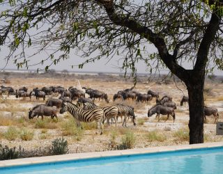Dieren bij zwembad van verblijf in Onguma
