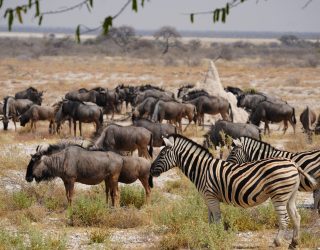 Kudde dieren bij drinkplek verblijf Onguma