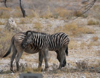Twee zebra's verblijf Onguma