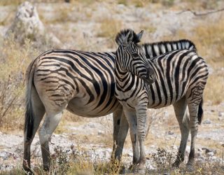 Twee zebra's in Okonjima