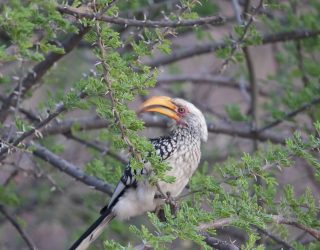 Vogel in boom in Okonjima
