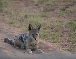 Zittend dier in Okonjima