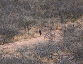 Rechtstaande baviaan in Okonjima