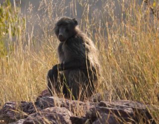 Baviaan in Okonjima