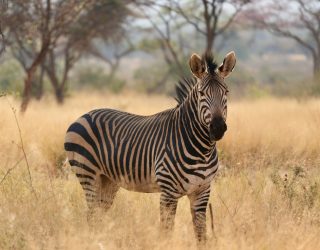 Zebra in veld in Okonjima