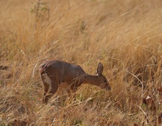 Bambi in Okonjima