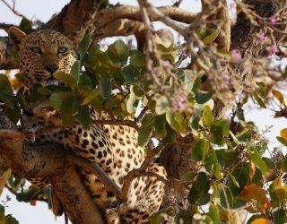 Luipaard ligt in boom Okonjima