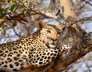 Luipaarden spotten in Okonjima