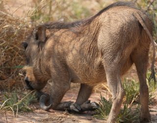 Hurkend dier in Okonjima