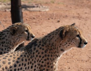 Twee cheetahs op uitkijk in Namibië
