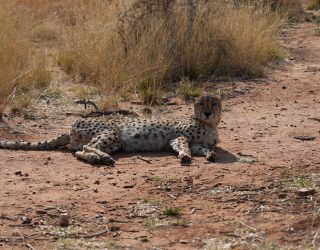Cheetah ligt op de grond in Namibië