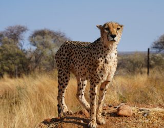 Cheetah op rots in Namibië