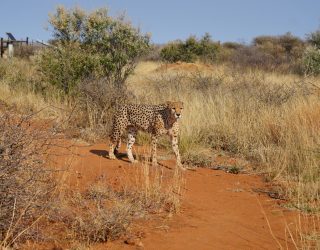 Wandelende cheetah in Namibië