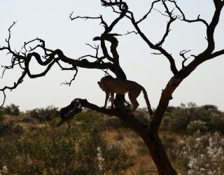Cheetah sluipt in boom in Namibië