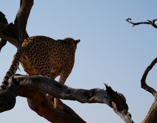 Cheetah staat op uitkijk in boom in Namibië