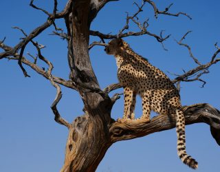 Cheetah in boom in Namibië