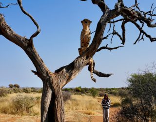 Tiener kijkt naar Cheetah in boom