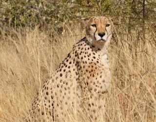 Cheetah in de grassen van Namibië
